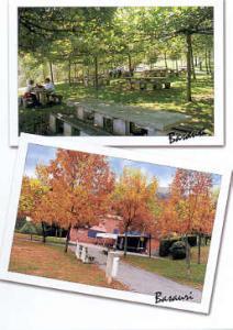 Postal 18