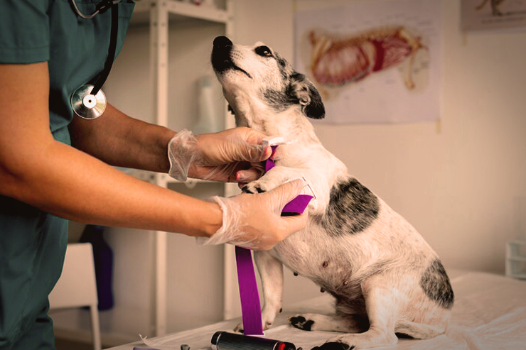 clinica veterinaria